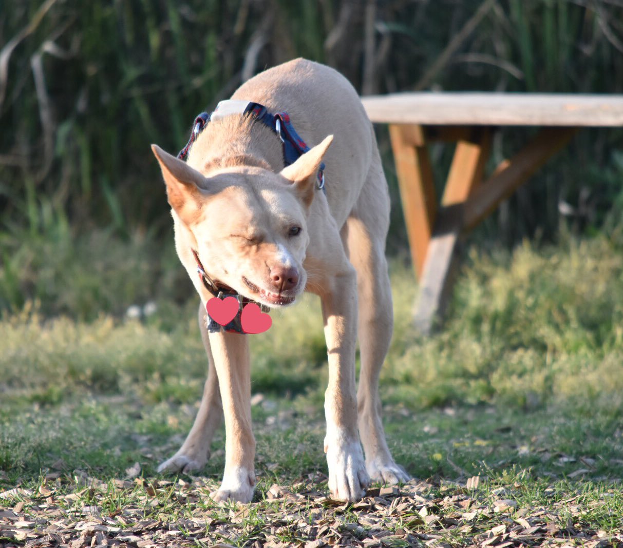 犬のくしゃみ Twitter Search Twitter