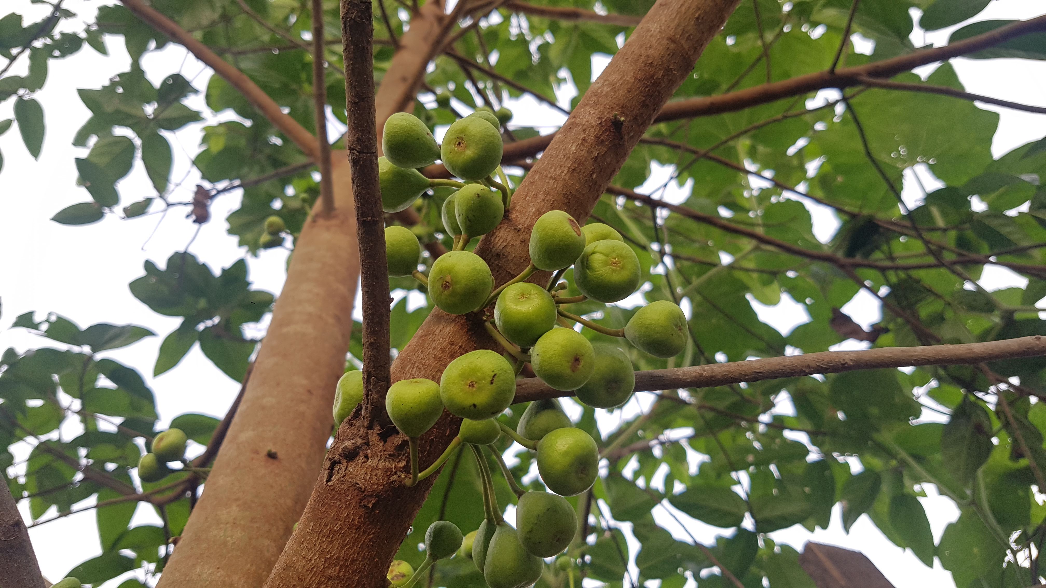 Amazing things in Rural Areas on Twitter: "#Ficusracemosa (Moraceae) is a popular medicinal plant in ☆Binomial name: Ficus racemosa ☆Common name: Cluster fig, Country fig, Redwood fig. https://t.co/kNkYk3gKl7 https://t.co/XuUVvEsqPG" / Twitter