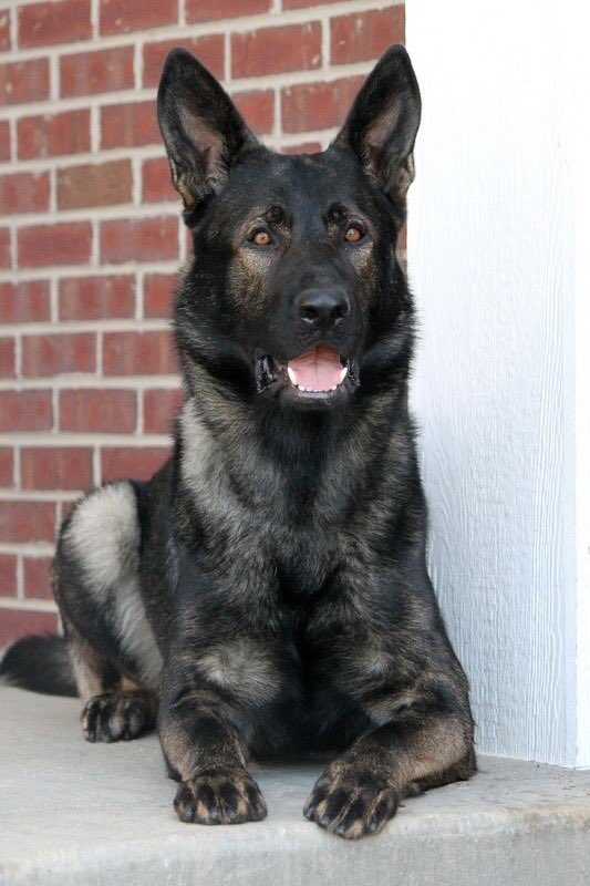 LakeCoILSheriff's tweet image. Please don’t forget your daily vote for K9 Dax! 
🗳 ✅ 🐕 🚔 🗳 ✅ 🐕 🚔 🗳 ✅
You can vote once a day through July 18! #HeroDog #Finalist #ProTracker
herodogawards.org/dog/dax-2019/