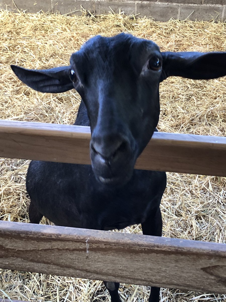 Experiencia gastronómica con #CatalunyaExperience
#cataluñaparafoodies 
#BenvingutsaPagès19 <a href="/catexperience/">Catalunya Experience</a>