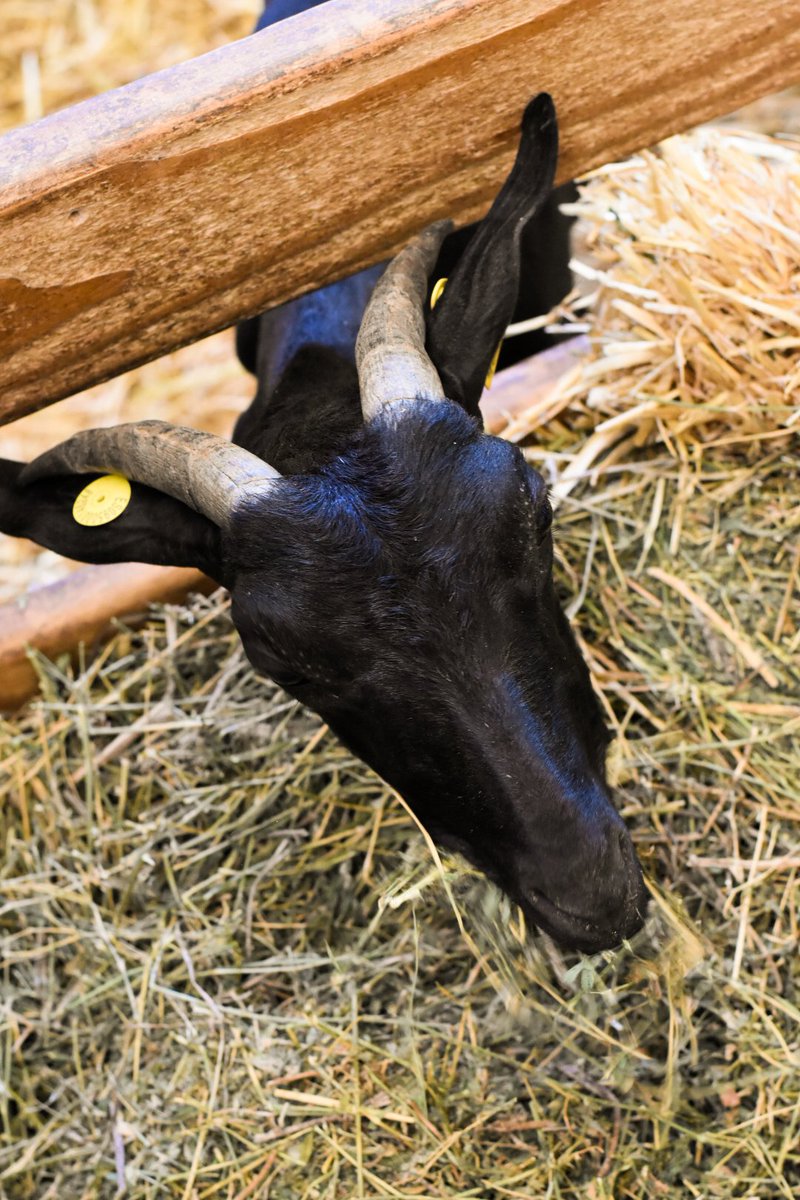 Siempre en la mejor compañía #cataluñaparafoodies
#catalunyaexperience
#benvingutsaPagès19
<a href="/catexperience/">Catalunya Experience</a>