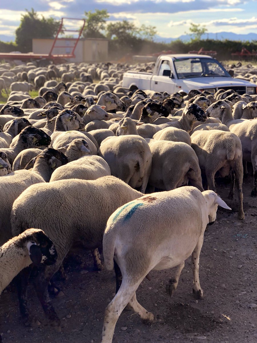 Este fin de semana no te pierdas
#BenvingutsaPagès19, dos días en los que las granjas abren sus puertas y dan a conocer su actividad diaria.
#cataluñaparafoodies 
#CatalunyaExperience