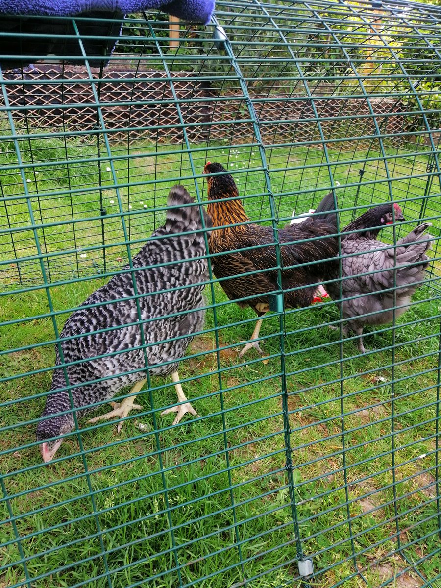 So, we are now officially members of the backyard chicken keepers army! #teamfloof #chickens