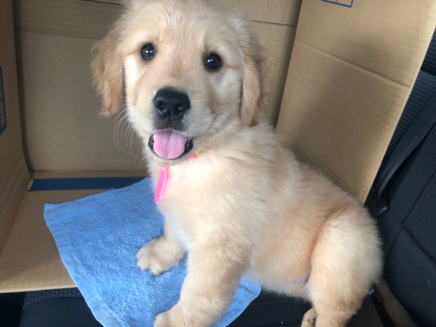 ラブラドール子犬 Twitter Search Twitter
