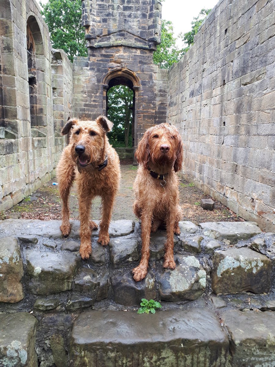 dianemather2005's tweet photo. Damp start to the morning #irishterrier #wirehairedvizla https://t.co/87XeJTYaun