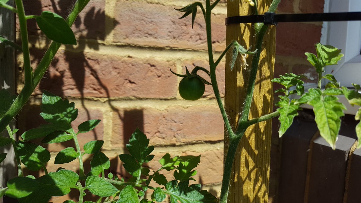 MakeSaveInvest's tweet image. Decided to grow my own cherry tomatoes and birds eye chillies a couple of months ago.
They are really doing well in this recent hot weather!
It's like watching my investments grow...
