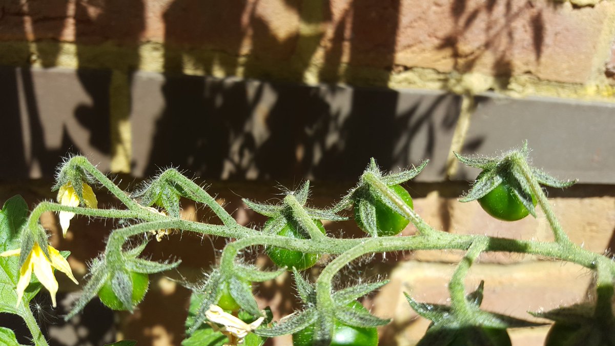 MakeSaveInvest's tweet image. Decided to grow my own cherry tomatoes and birds eye chillies a couple of months ago.
They are really doing well in this recent hot weather!
It's like watching my investments grow...