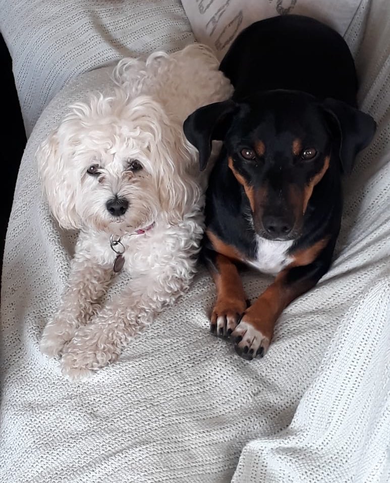 Two years ago we rescued this little guy from <a href="/CapeDachshundRe/">CapeDachshundRescue</a> . He had been so badly abused &amp; neglected! 
.
Today he is living his best life with us in his forever home! Happy Adoption Day Luke! 
.
.
#Dog #Doglover #pets #capepets #capetown