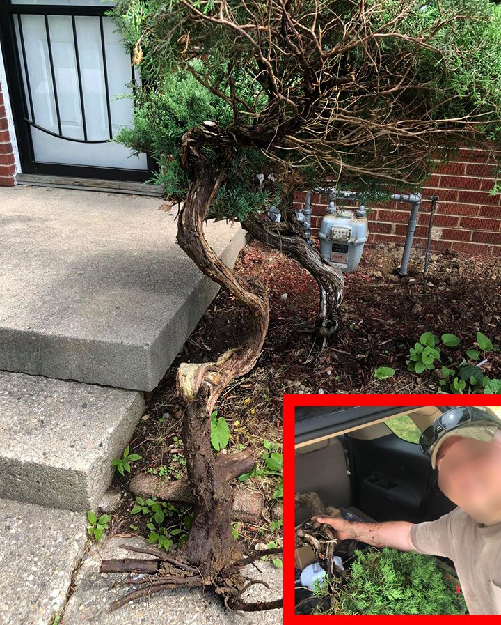 Bonsai_Talk's tweet photo. This person could be you or me - so let's treasure this as a valuable lesson.

ALL "masters" &amp; ALL "pros" have failed more times than the beginner has even tried - alot of trees have died in that suffering, happy, frustrating process. Don't judge newbeginners, improve &amp; adapt. https://t.co/gJdjtpJCvm