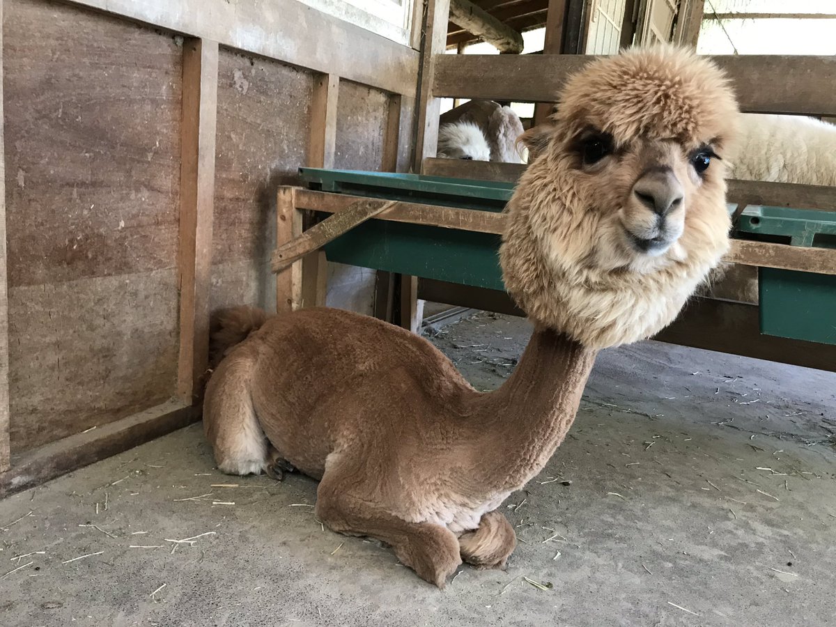 サマーカットされた動物たちに クソコラ感 被り物感 おっさん感 の声 Togetter サマーカットされた動物たちに クソコラ感 被り物感 おっさん感 の声 Togetter