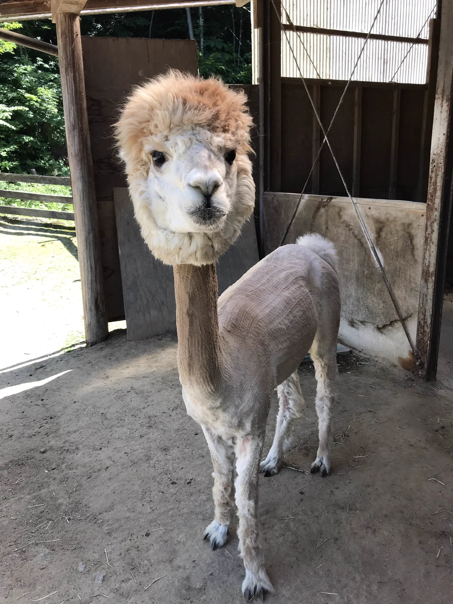 毛刈りされたアルパカがおもしろすぎるwwwかぶり物してるみたいwww