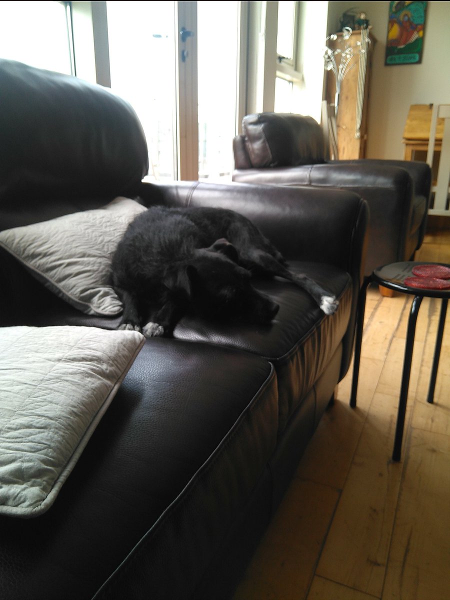 DogLogForToday's tweet image. I took a break. Now I'm back because I'm dog sitting Sourney for the morning