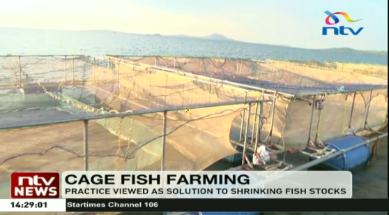 Ntv Kenya Fishermen In Lake Victoria Homa Bay County Have Been Urged To Embrace Cage Fishing As A Way Of Promoting The Blue Economy And Curbing Cases Of Illegal Fishing