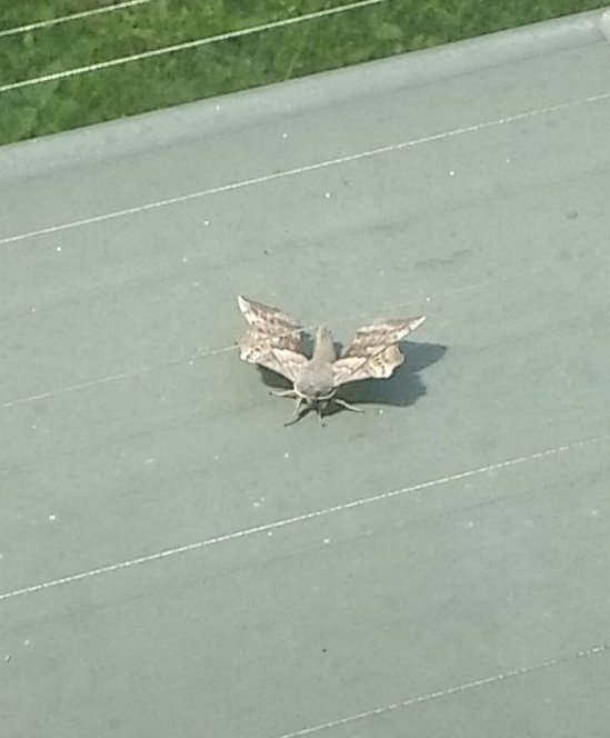 thelegy's tweet photo. Das Augsburger Uni-Mothkottchen #KoMa84 https://t.co/EbdhZSHLR2