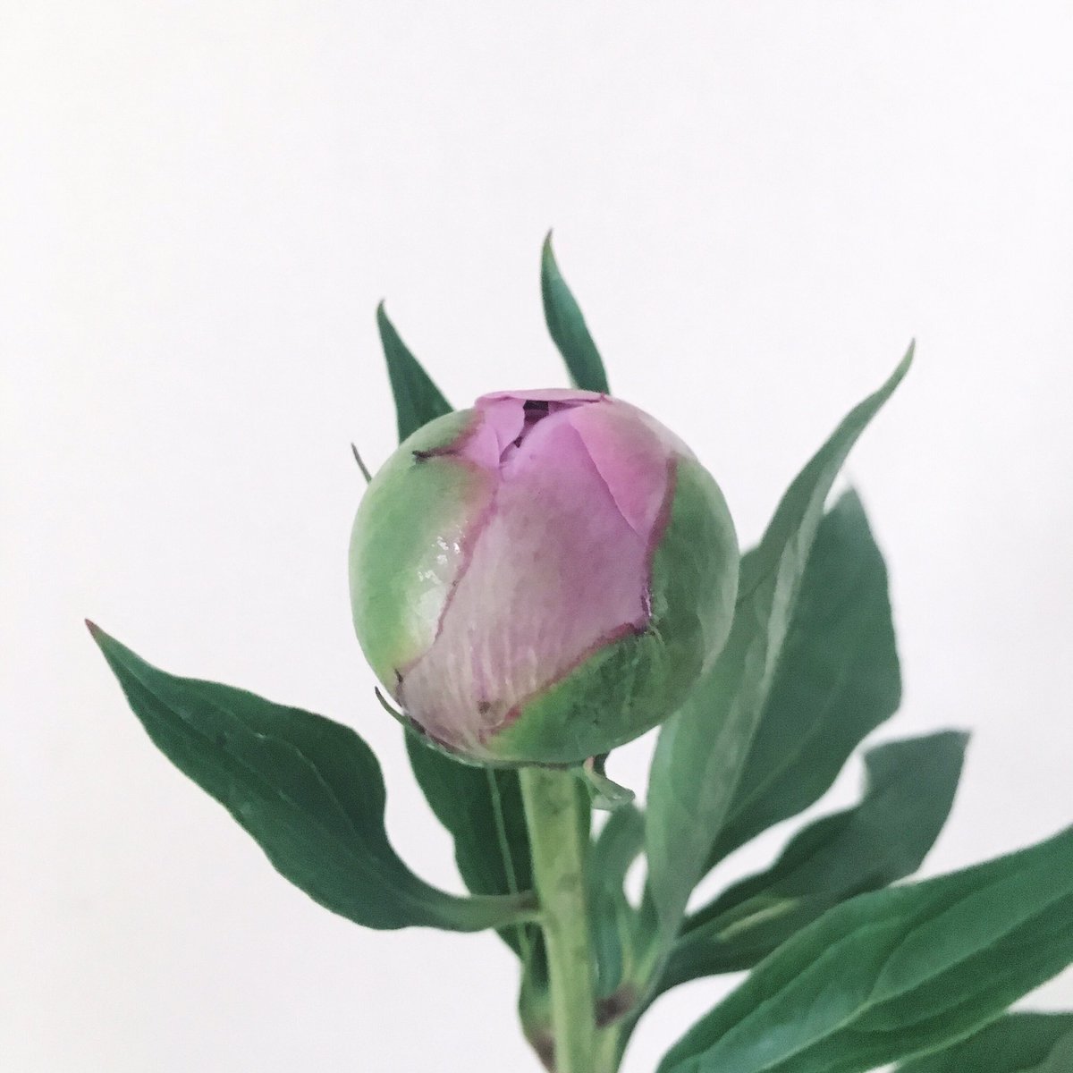 anna アンナとキワコの芍薬 活動 番外編 おばあちゃんが 背の高い飴色のガラス花瓶に緑色のビー玉入れて底上げしてた ビー玉の正しい活用 方法 花瓶の気泡も相まって凄ーく可愛くて最高だなと思った 背の高いガラスの花瓶にちょっと微妙な長さの花を anna アンナとキワコの芍薬 活動 番外編 おばあちゃんが 背の高い飴色のガラス花瓶に緑色のビー玉入れて底上げしてた ビー玉の正しい活用 方法 花瓶の気泡も相まって凄ーく可愛くて最高だなと思った 背の高いガラスの花瓶にちょっと微妙な長さの花を