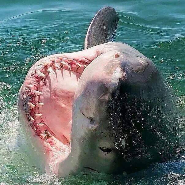 SaveTheGreatWh1's tweet photo. ❤️🦈❤️ https://t.co/Yq0OkAtZph