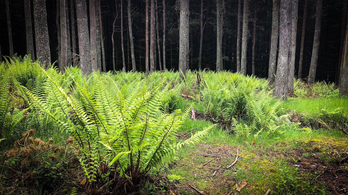 steamingboots's tweet photo. Ferns providing the greenery on todayโs ramble #hike #forest walk #outwiththedog https://t.co/jEQBVC4ss3