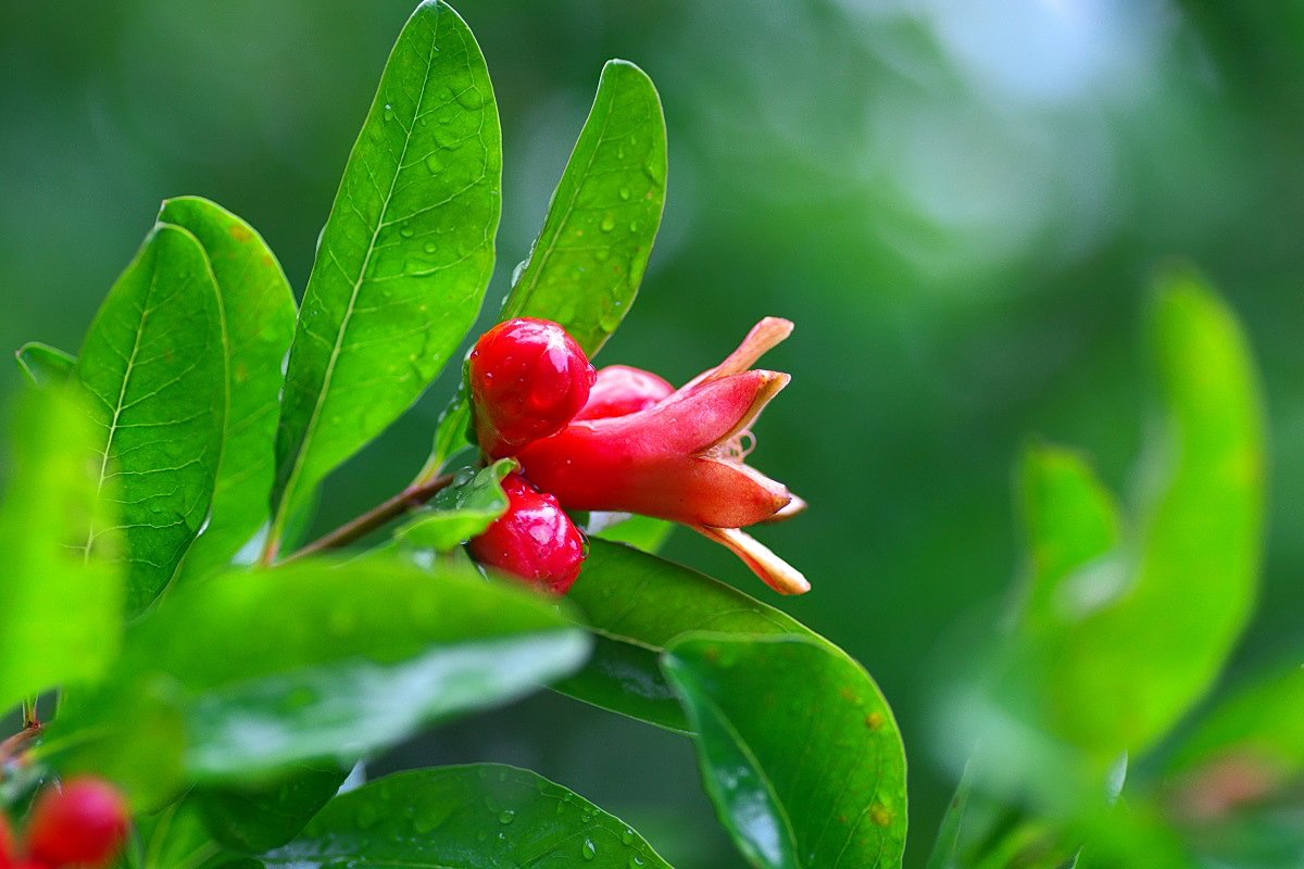 もも 道にタコさんウインナーが落ちててびっくりすることがありますが それはウインナーではなくザクロの花です 5 29