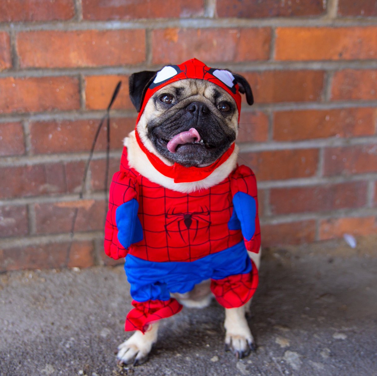 Spiderpug Spiderpug does whatever a pug does. Takes a nap, catches a treat, couch or lap is his favorite seat. Look out her comes Spiderpug
