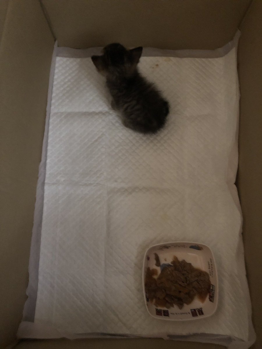 Hanazou 自分は病院で薬を飲ませる時にもらえる小さいシリンジ スポイトで代用した事あります その後 Amazonで急いで購入しました ウエットも 子猫の離乳食のようなペーストがいいかもしれませんね