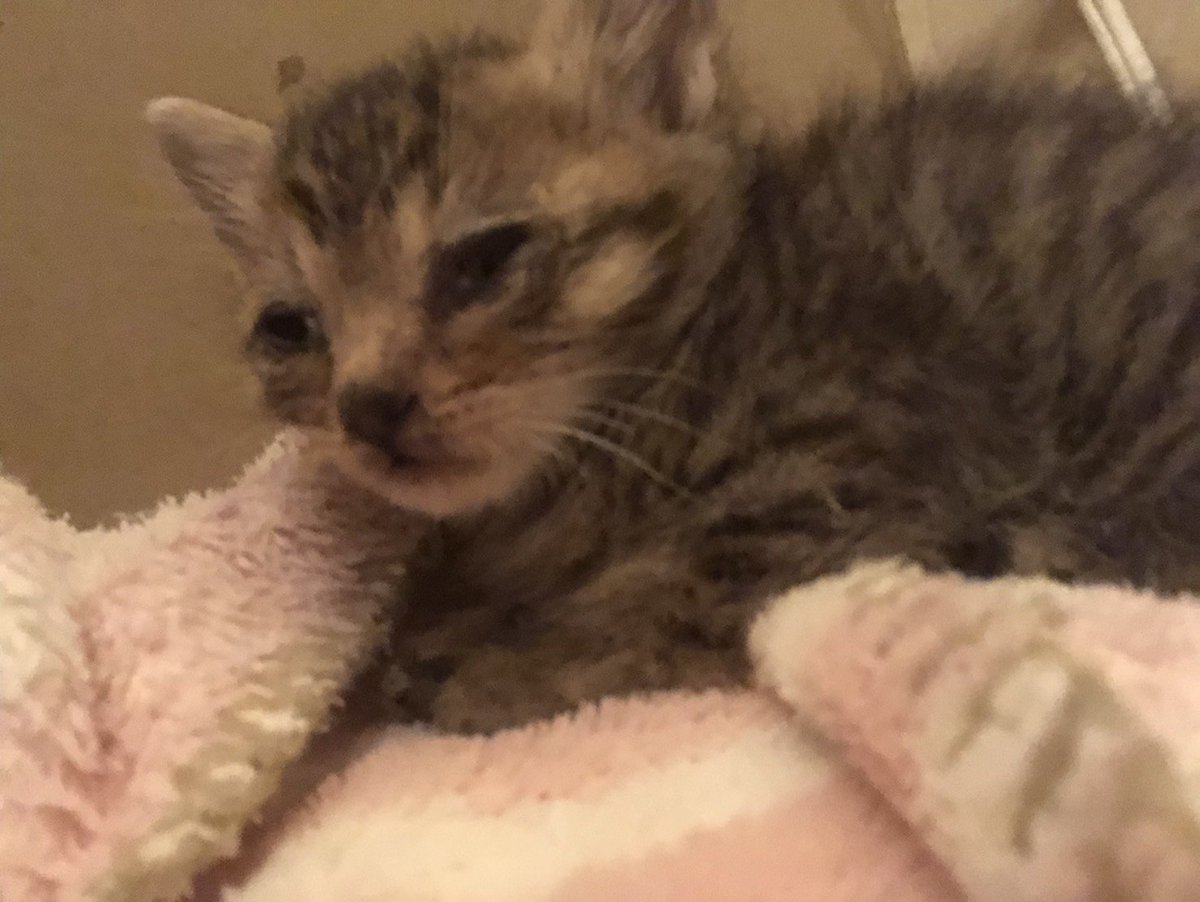 Hanazou 自分は病院で薬を飲ませる時にもらえる小さいシリンジ スポイトで代用した事あります その後 Amazonで急いで購入しました ウエットも 子猫の離乳食のようなペーストがいいかもしれませんね