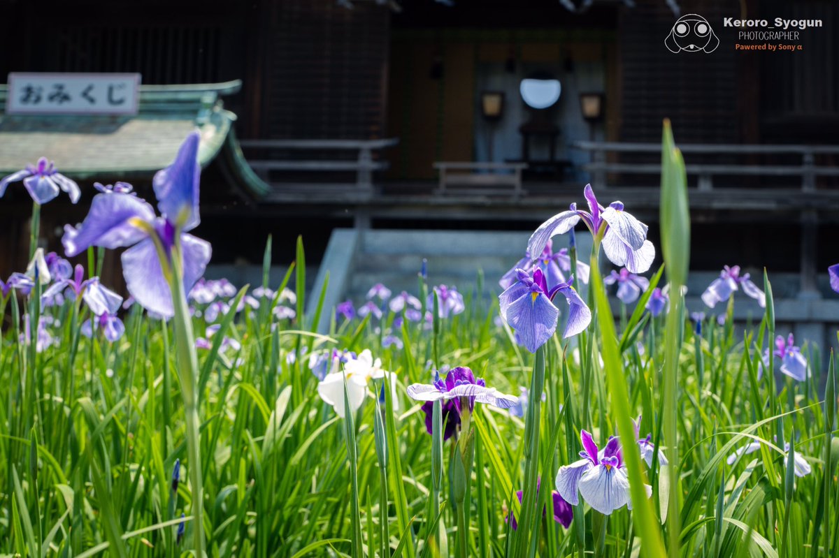 宮地嶽神社菖蒲まつり Twitter Search