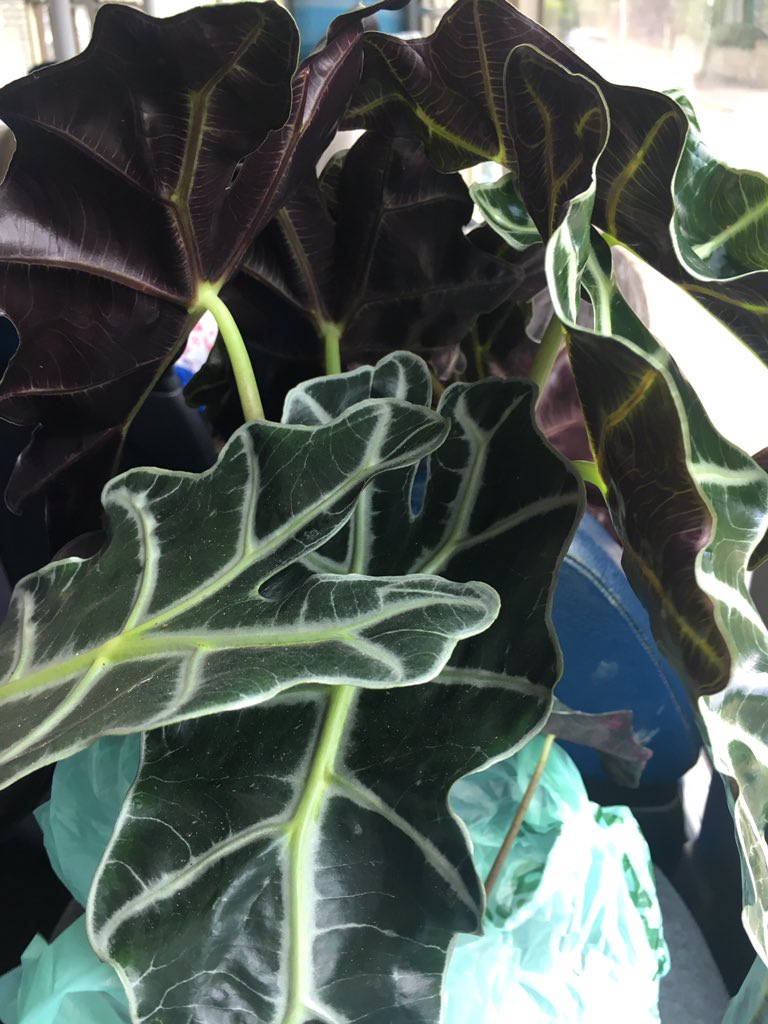 ThewillowTree5's tweet photo. @plantoneonmebfd new house plant/cafe opened at Sunbridge wells. Spoke with the lovely owner about vegan options in her cafe. Check out the beautiful African mask plant I picked up from her (sorry I didn’t ask for your name!) https://t.co/Zafn3Mj02R