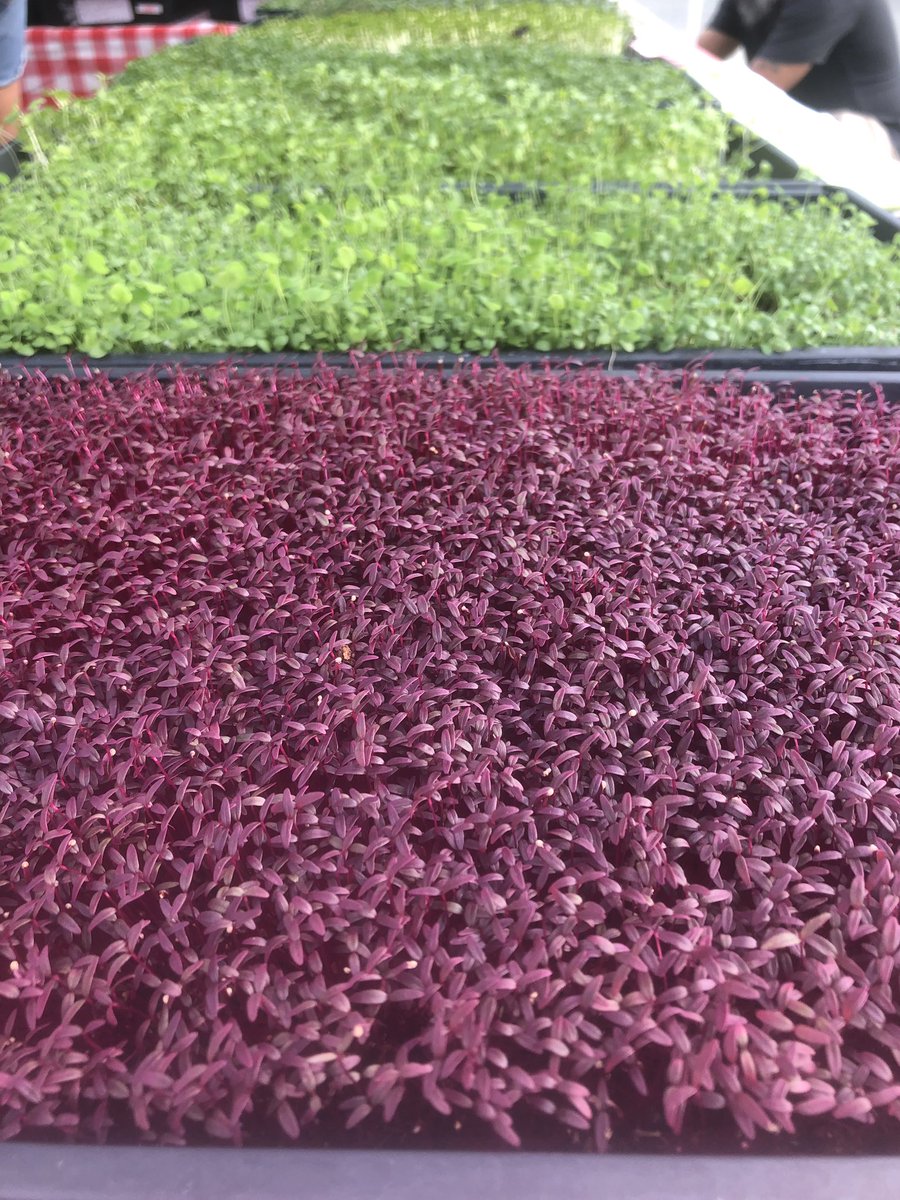 Sea of green (and purple!) <a href="/LocalsGrowSmart/">Locals</a>