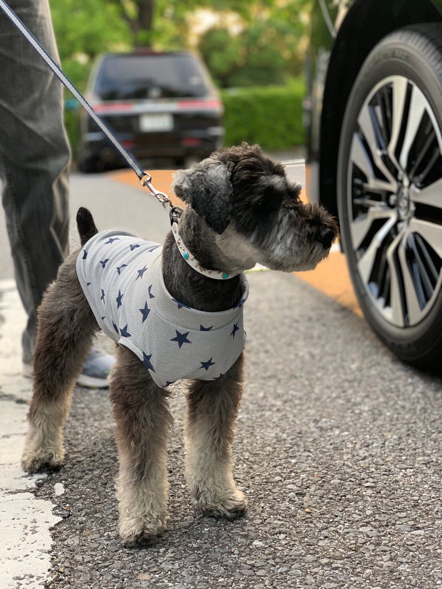 髭犬 Twitter Search