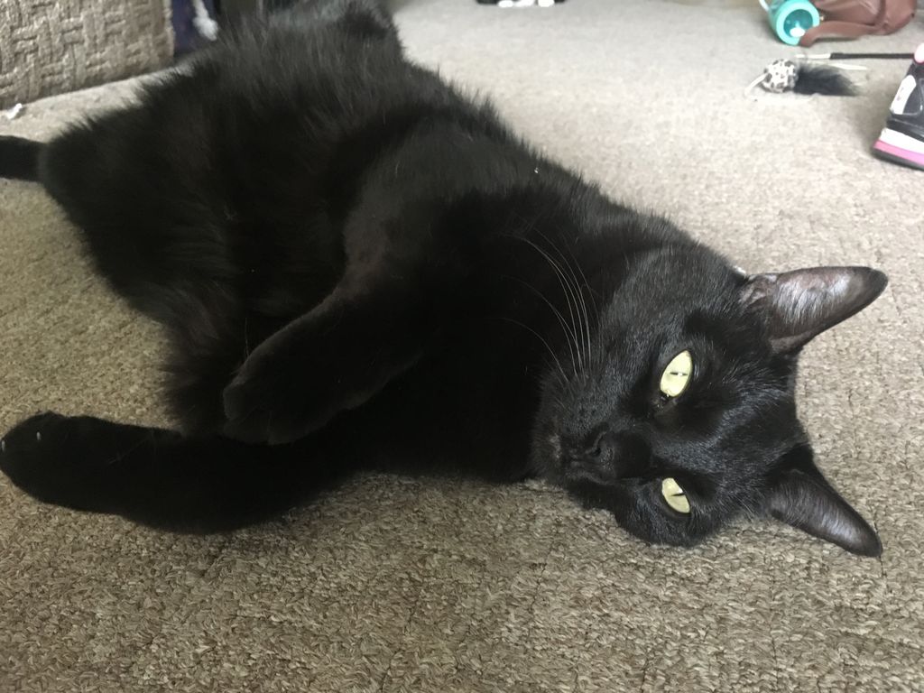 WednesdayAndNik's tweet photo. The floor is the best place to be. ~Nikolai 🐾😺🖤 #BlackCats #Caturday #CatsPosing #Meowdel #Meowdeling #CatsOfTwitter #HousePanther #CatsOnTwitter #BlackCat #BlackCatsOfTwitter #PanfurSquad #Panfurs #WednesdayAndNikolai #AdoptDontShop #RescueCats #CatLoversClub #CaturdayVibes https://t.co/FbVJFuA9Jg