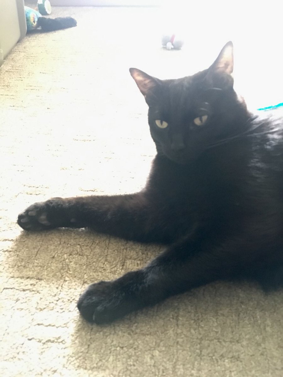 WednesdayAndNik's tweet photo. The floor is the best place to be. ~Nikolai 🐾😺🖤 #BlackCats #Caturday #CatsPosing #Meowdel #Meowdeling #CatsOfTwitter #HousePanther #CatsOnTwitter #BlackCat #BlackCatsOfTwitter #PanfurSquad #Panfurs #WednesdayAndNikolai #AdoptDontShop #RescueCats #CatLoversClub #CaturdayVibes https://t.co/FbVJFuA9Jg