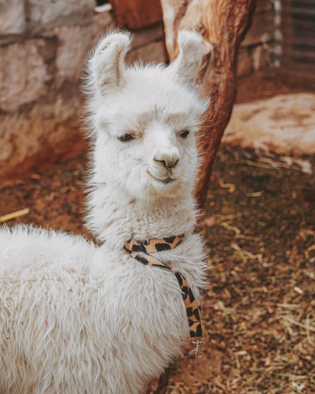 AccessTravelPH's tweet photo. Our new friend from Chile says hola! Perhaps you’d like to meet them and learn all about South America? Send us a message and leave your email address so we can let you know about our upcoming tours! #travelwithaccess https://t.co/hBqVAngflb