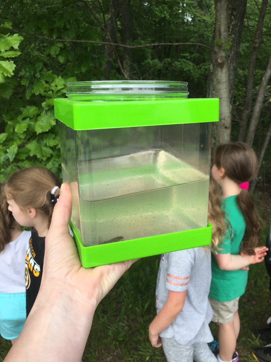 MrsLeeKinder1's tweet photo. Bittersweet yesterday saying good bye to our frog Spots. Enjoy the pond my friend! #growafrog https://t.co/RL0FSHsoTL
