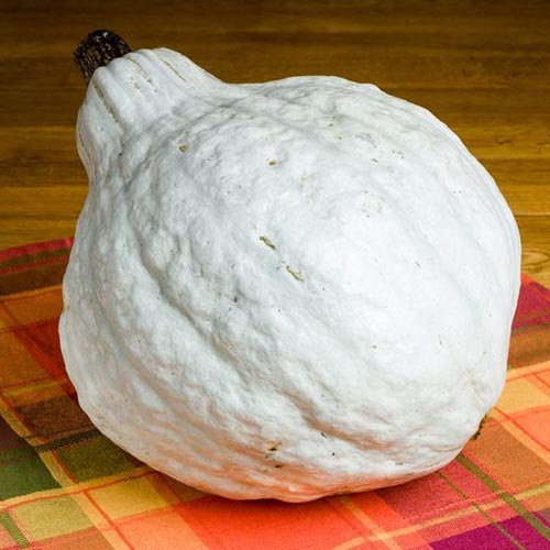 myseedneeds's tweet photo. Blue Hubbard Squash Seeds - 20 Seeds $3.85 - ♥️ &amp; Follow #seedneeds #myseedneeds #seedpackets #seedpacket #garden #gardening #veggies #vegetables #heirloom #heirlooms #heirloomseeds #bluehubbard #hubbard #hubbardsquash #ilovegardening #cucurbita #wintersquash https://t.co/QVgFfhe6GB