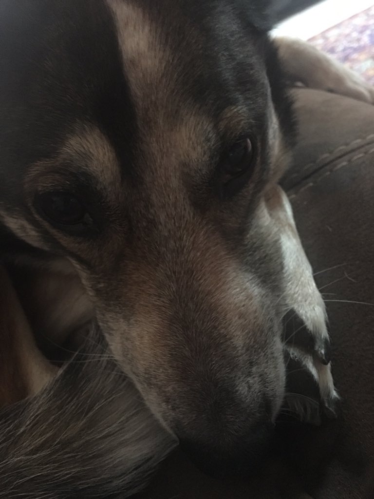 TJGaudelli's tweet photo. @little__tunny Mumford
Mumf
Mumfy
Comfy Mumfy
Mumfrey
Liquid Dog
Boneless Dog https://t.co/sMrbAz0QB4