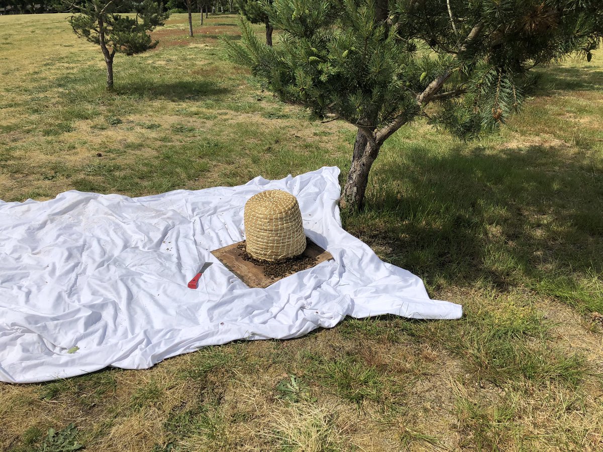 Called to a large prime swarm <a href="/WarehamGolf/">Wareham Golf Club</a> club. The club is surrounded by bee keepers. This lot obviously wanted a few rounds of Saturday golf. Now skepped and off to Organford for its new home. <a href="/WarehamDorset/">Wareham Dorset</a> is this lot escaping for some summer 🌞??