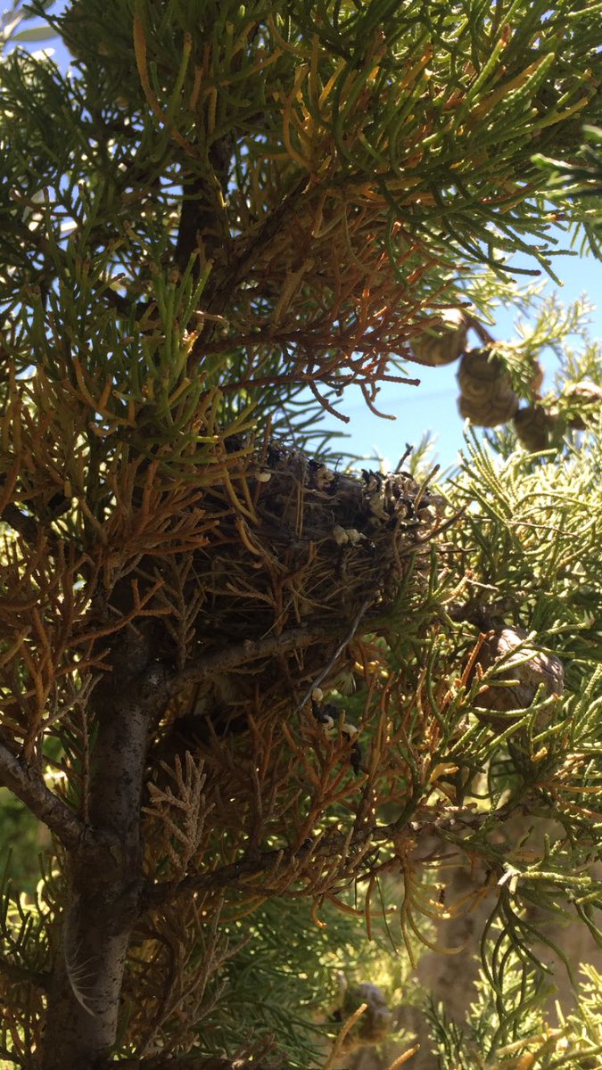 juanmatobarueIa's tweet photo. ¡Sorpresa¡ Nidos de mirlo común (Turdus merula) y jilguero (Carduelis carduelis) en setos y jardínes.
#DoNotDisturb
#WelcomeBirds https://t.co/dRoUTP5v5l