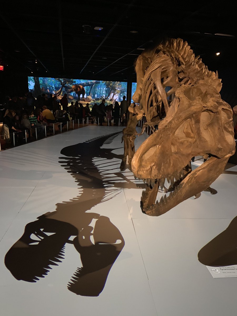Super excited to have helped <a href="/AMNH/">American Museum of Natural History</a> Special Exhibitions &amp; SciVis teams create all the sounds + soundscapes for T.rex: The Ultimate Predator. Check it out and listen for a giant subwoofer emitting ground shaking roars in the background 😆 #sounddesign