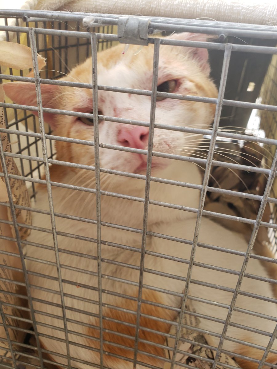 Anoche nos visitó este amiguito en Terrazas de <a href="/BrisasdelGolf/">𝗕𝗿𝗶𝘀𝗮𝘀 𝗱𝗲𝗹 𝗚𝗼𝗹𝗳</a>.  Si es de alguien que avise, hoy lo estamos llevando al veterinario para esterilizarlo.<a href="/PatasyPies/">Patas y Pies</a>