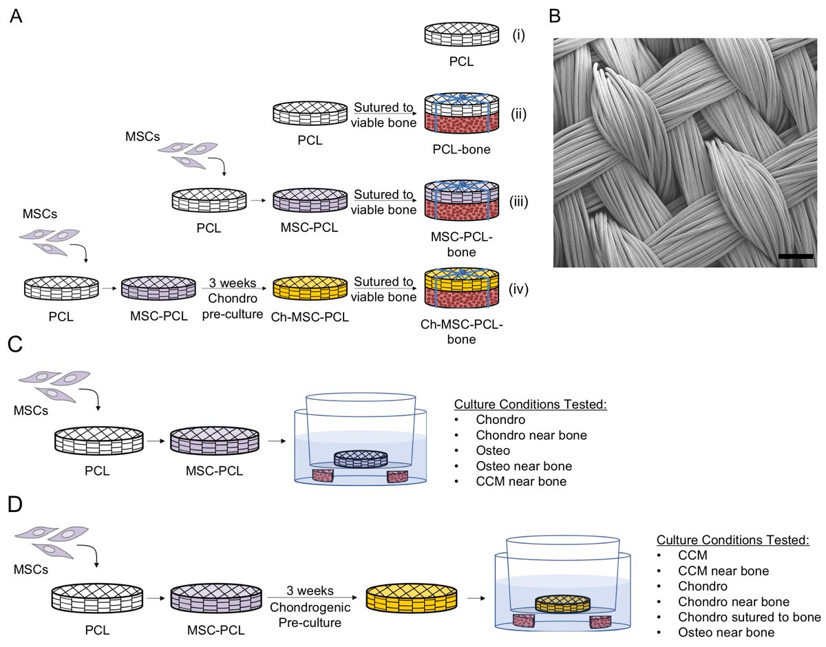 Farsh_G's tweet image. Our new paper (not preprint!) in collaboration with Benny Larson &amp;amp; Lisa Freed in the Langer Lab is out in JTERM showing how different culture conditions and proximity to bone influences chondrogenic, hypertrophic, or osteogenic differentiation of MSCs.  onlinelibrary.wiley.com/doi/abs/10.100…