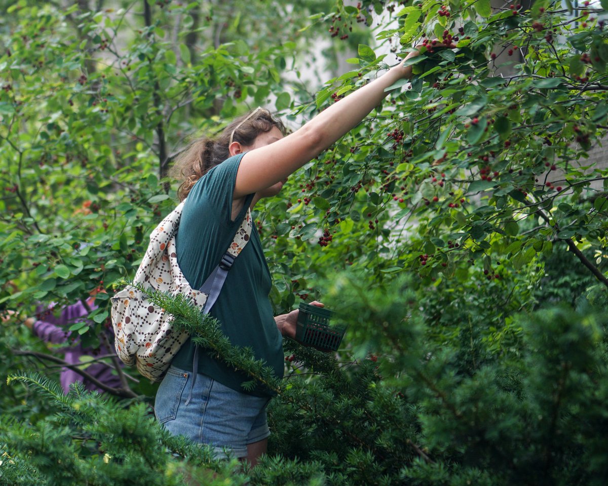 NFFTT's tweet photo. Almost there! See you at @TheStopCFC Farmers’ Market at Artscape Wychwood Barns this Saturday, June 1st for our #TreeForMe Event. If you missed online registration, you can still stop by our booth 8am-1pm to receive your own tree!
@TOParksandTrees #EveryTreeCounts #FruitSeason https://t.co/jTmS5YAbfd