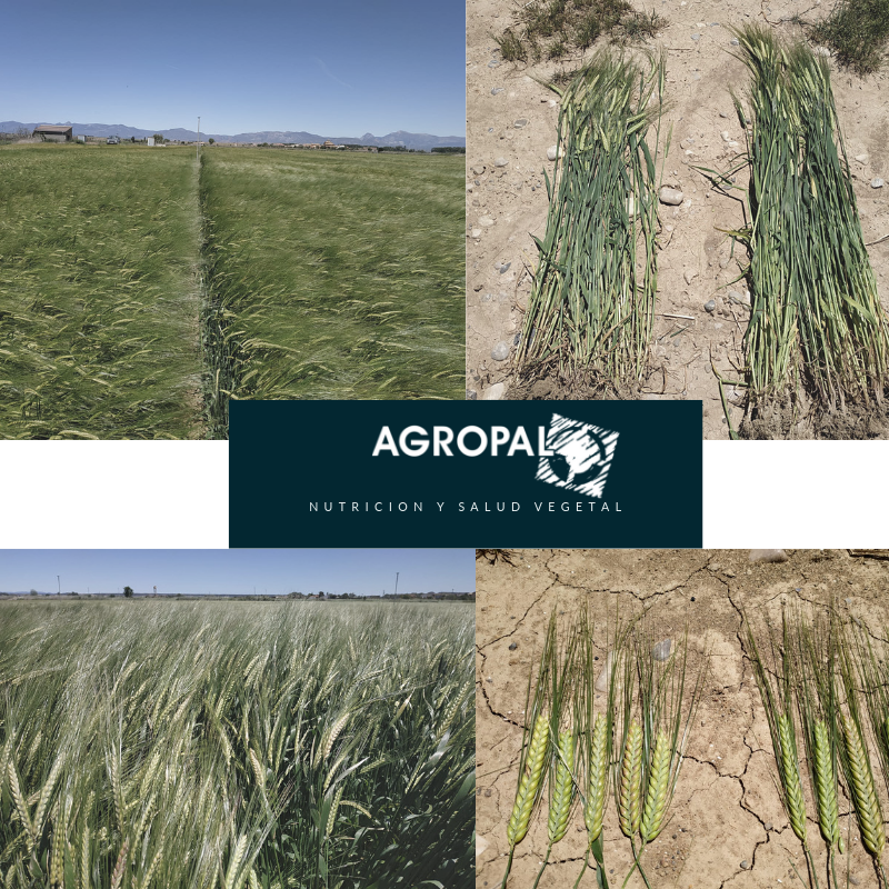 Ensayo de campo en cebada de #LaHoyaDeHuesca. Aplicación de Algomel Push en fase de ahijado.
Una elección natural para una #AgriculturaSostenible <a href="/olmixgroup/">Olmix Group</a> #GraciasAlasAlgas