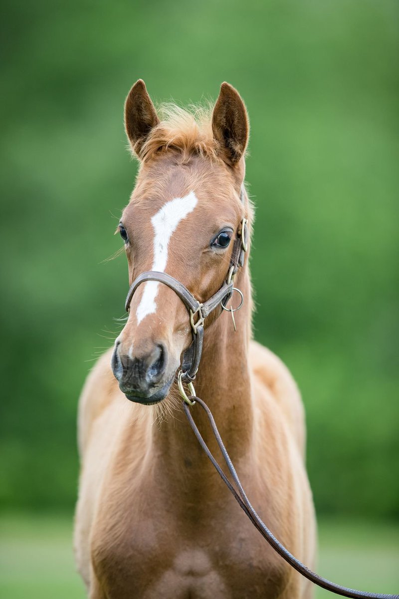 claibornefarm's tweet photo. This is one special #MASTERY filly! Out of Raise the Flag, she hails from the immediate family of champion mares Storm Flag Flying and Personal Ensign. “We think so highly of this filly that we are breeding back Tiznow’s half sister to Mastery," said breeder Bryant Prentice. https://t.co/08peHoc8HL