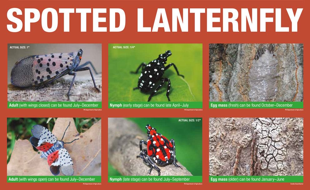 Northern VA, NJ, DE added to the list of PA Quarantine areas for Spotted Lanternfly. All drivers going in and out of these areas will be required to have training and a permit.  buff.ly/2VXSy9N