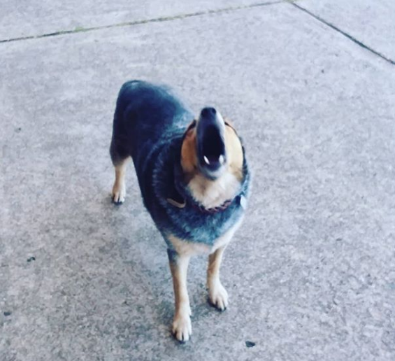 ServiceDallas's tweet image. Remember to make sure you play with your dog, otherwise they yell at you! 
#dogs #aviation #dallas #piper #DEAS #dogsoftwitter