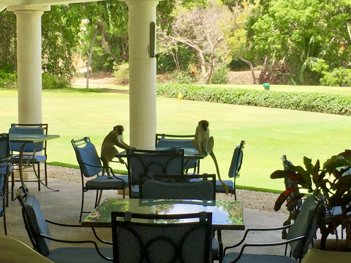 cdngolftraveler's tweet photo. Can't a guy get a drink around here? Green monkeys relax on the patio at the Old Nine course @SandyLaneResort. Read more about the posh Barbados' golf resort where Tiger married Elin in 2004: https://t.co/38sCOzvdQ6 @Barbados @CanHCBarbados @CaribbeanInfo https://t.co/T92tLqSbZ2