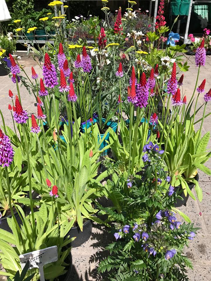 InnsCrossMarket's tweet photo. Cottage Garden Plants are back with their herbaceous perennials!

They'll be on display from 10am-2pm on Saturday. 

#InnsMarket is now #InnsCrossMarket https://t.co/wZSPmgYkzJ