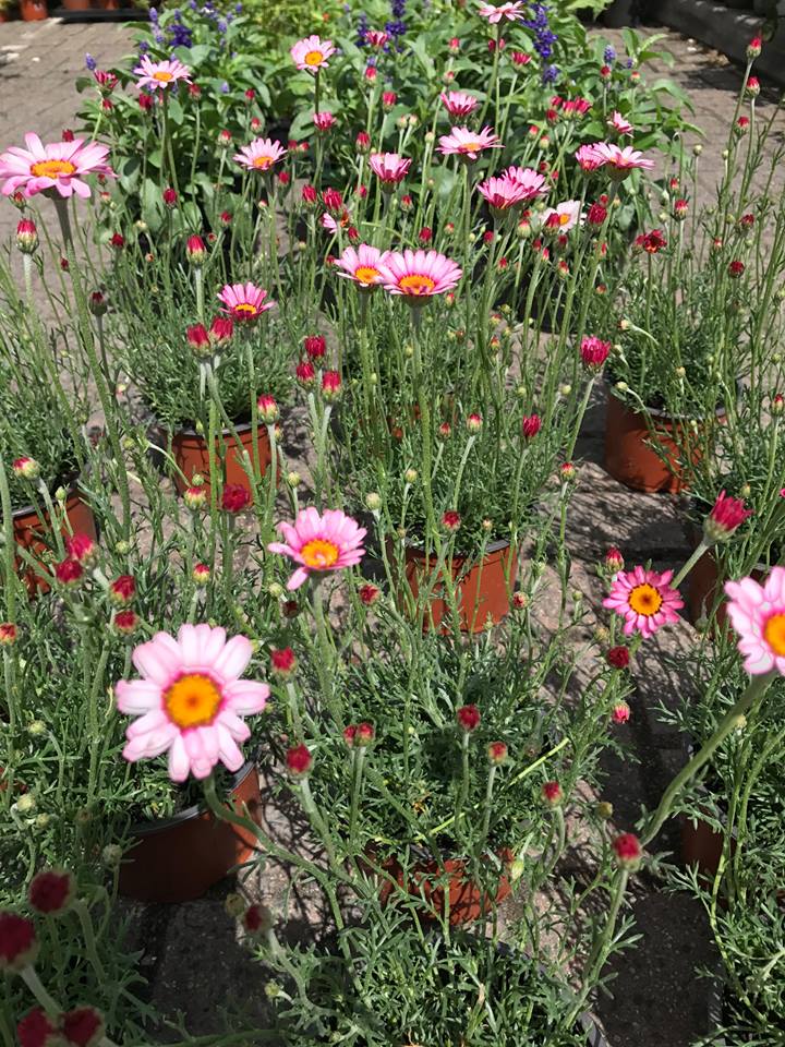 InnsCrossMarket's tweet photo. Cottage Garden Plants are back with their herbaceous perennials!

They'll be on display from 10am-2pm on Saturday. 

#InnsMarket is now #InnsCrossMarket https://t.co/wZSPmgYkzJ