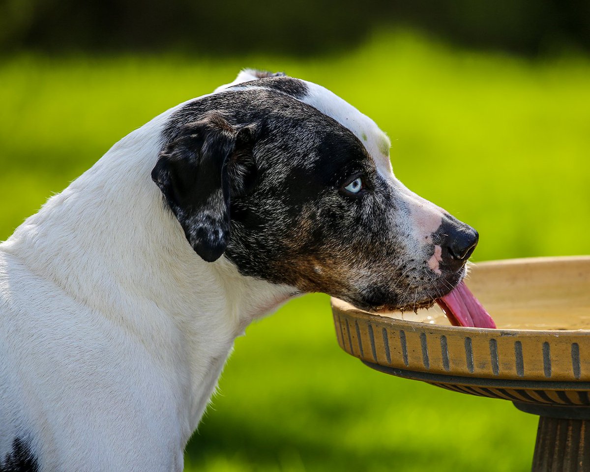 'Thirsty' - Redman's Roxy

#catahoula #catahoulas #catahoulahound #capecodphoto #capecodinsta #capecodtimes #capecodphotography #capecodliving #wickedlocal #capecodlife #wickedcapecod #orleansma #catawhat #catahoulaleoparddog #catahoulasofinstagram #catahouligan #catahooligans