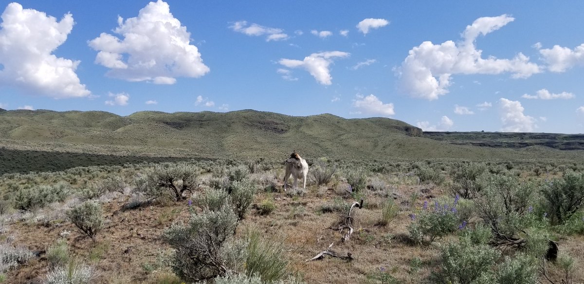 YutahWolamute's tweet photo. Had lunch with friends at #Jacksresort at #JamesonLake then a nice hike and swim. #Yutahsadventures #wolfdogs #wolamutes @dogcelebration #PNW https://t.co/3Mgbhg3hBD